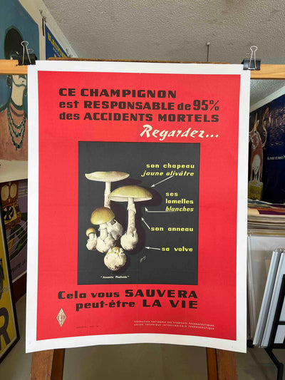 Poisonous Mushrooms – Amanita Phalloides