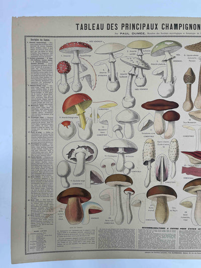 Tableau des Principaux Champignons