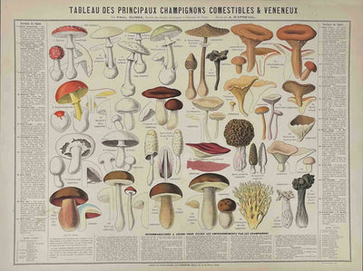 Tableau des Principaux Champignons