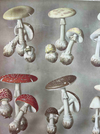 Champignons qui tuent