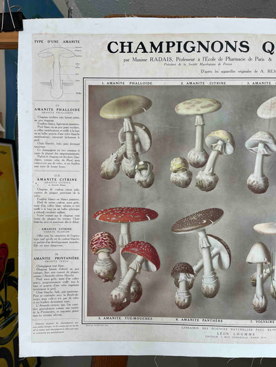 Champignons qui tuent