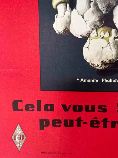 Poisonous Mushrooms – Amanita Phalloides