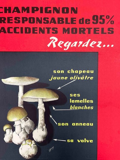 Poisonous Mushrooms – Amanita Phalloides