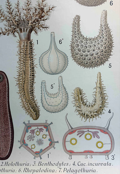 Holothuries Natural History