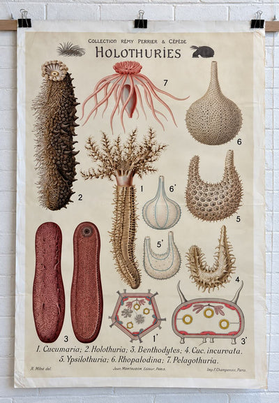 Holothuries Natural History