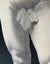 Male Nude Study