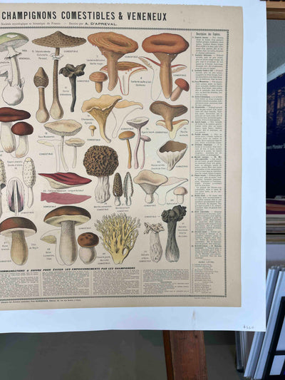 Tableau des Principaux Champignons