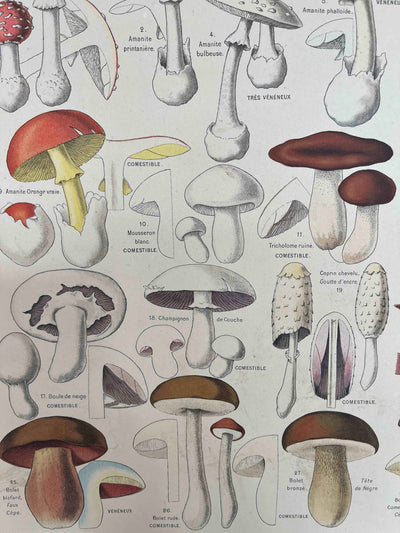 Tableau des Principaux Champignons