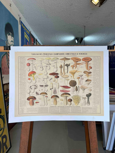 Tableau des Principaux Champignons