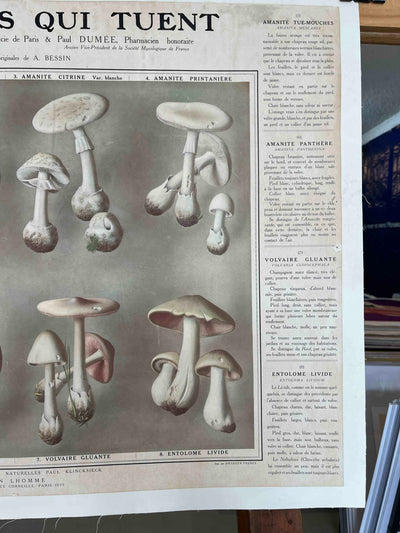 Champignons qui tuent