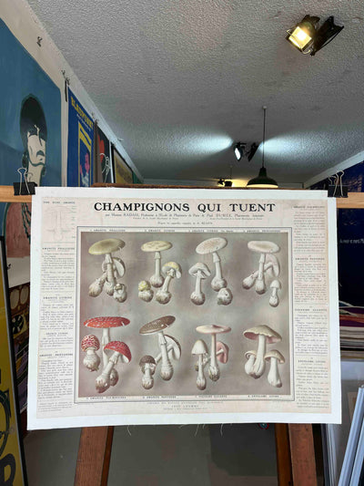 Champignons qui tuent