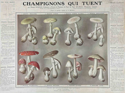 Champignons qui tuent