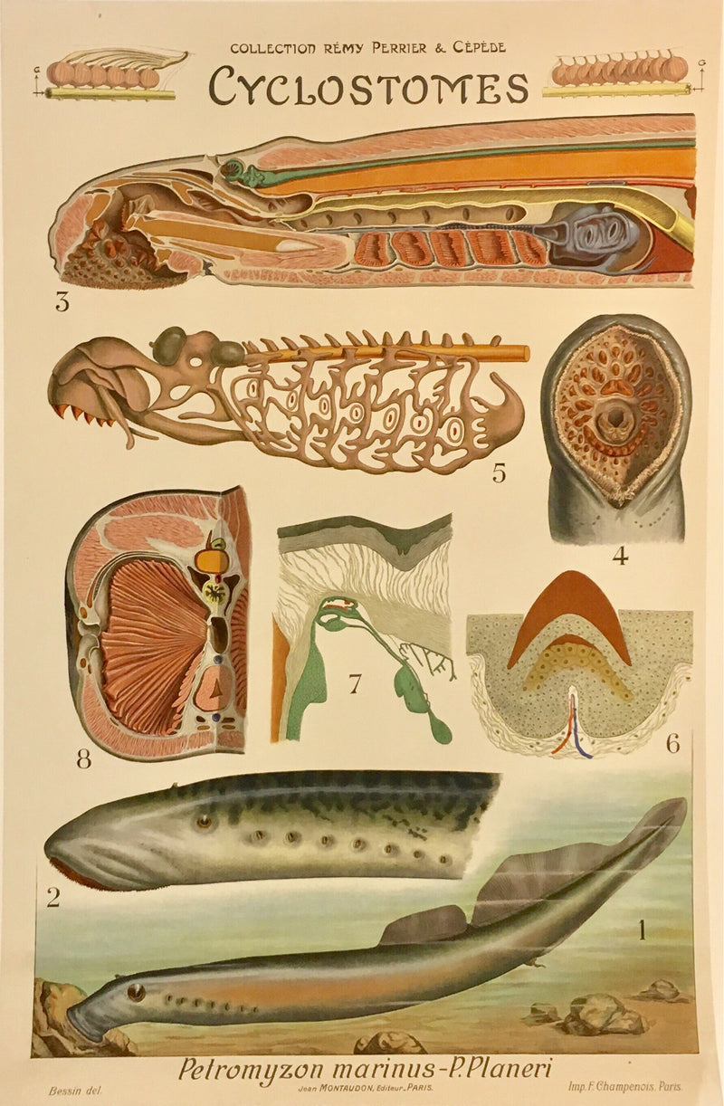 Clyclostomes