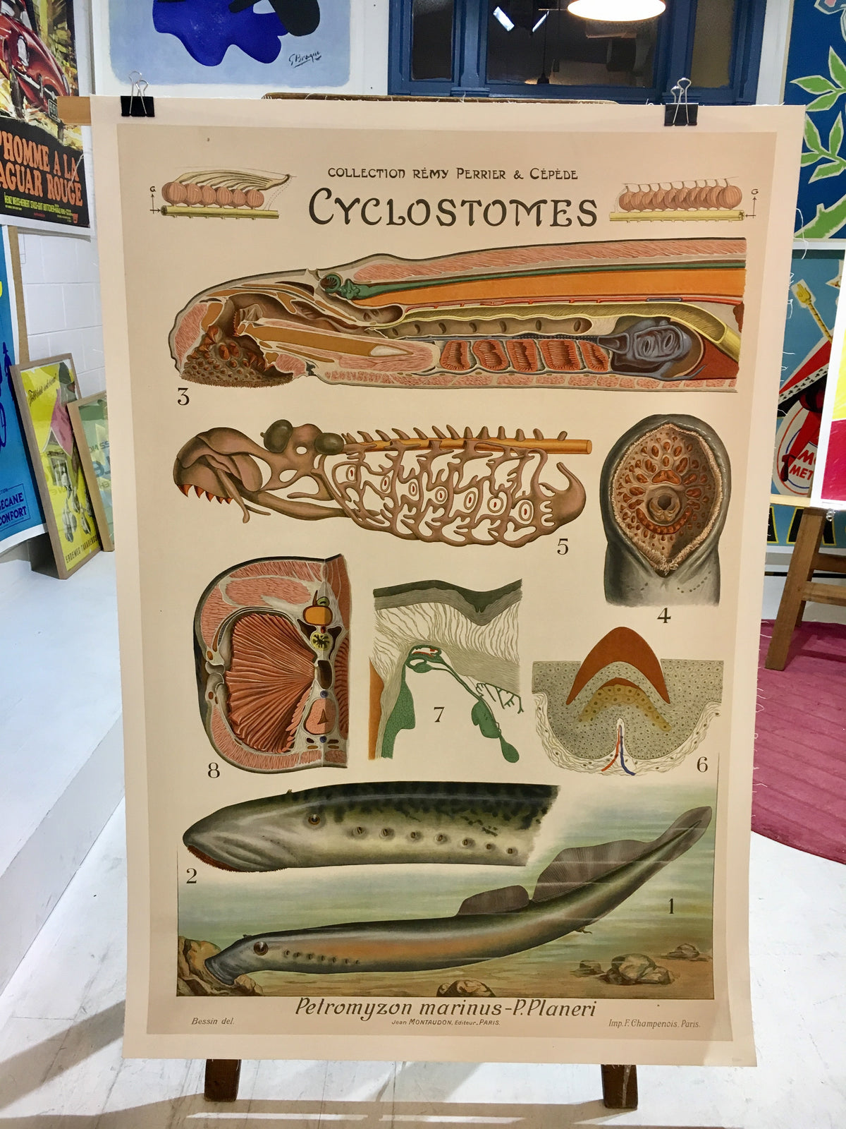 Clyclostomes