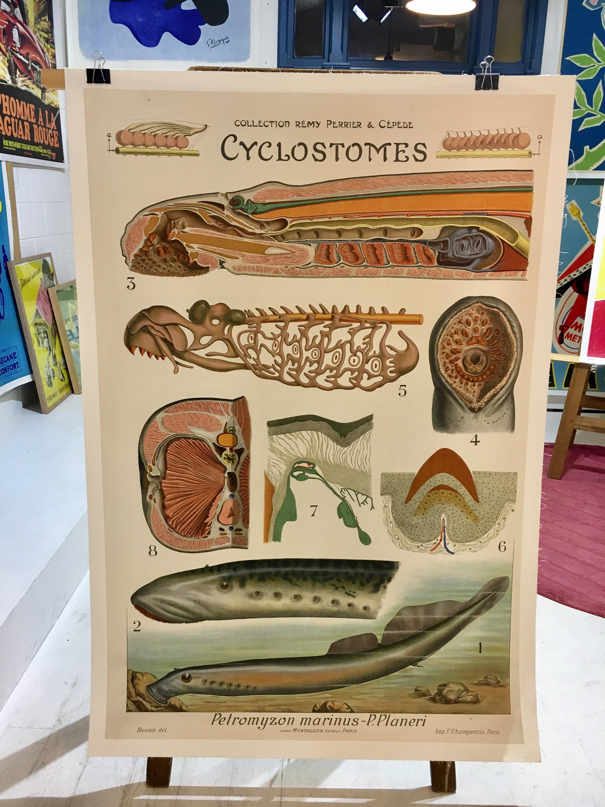 Clyclostomes