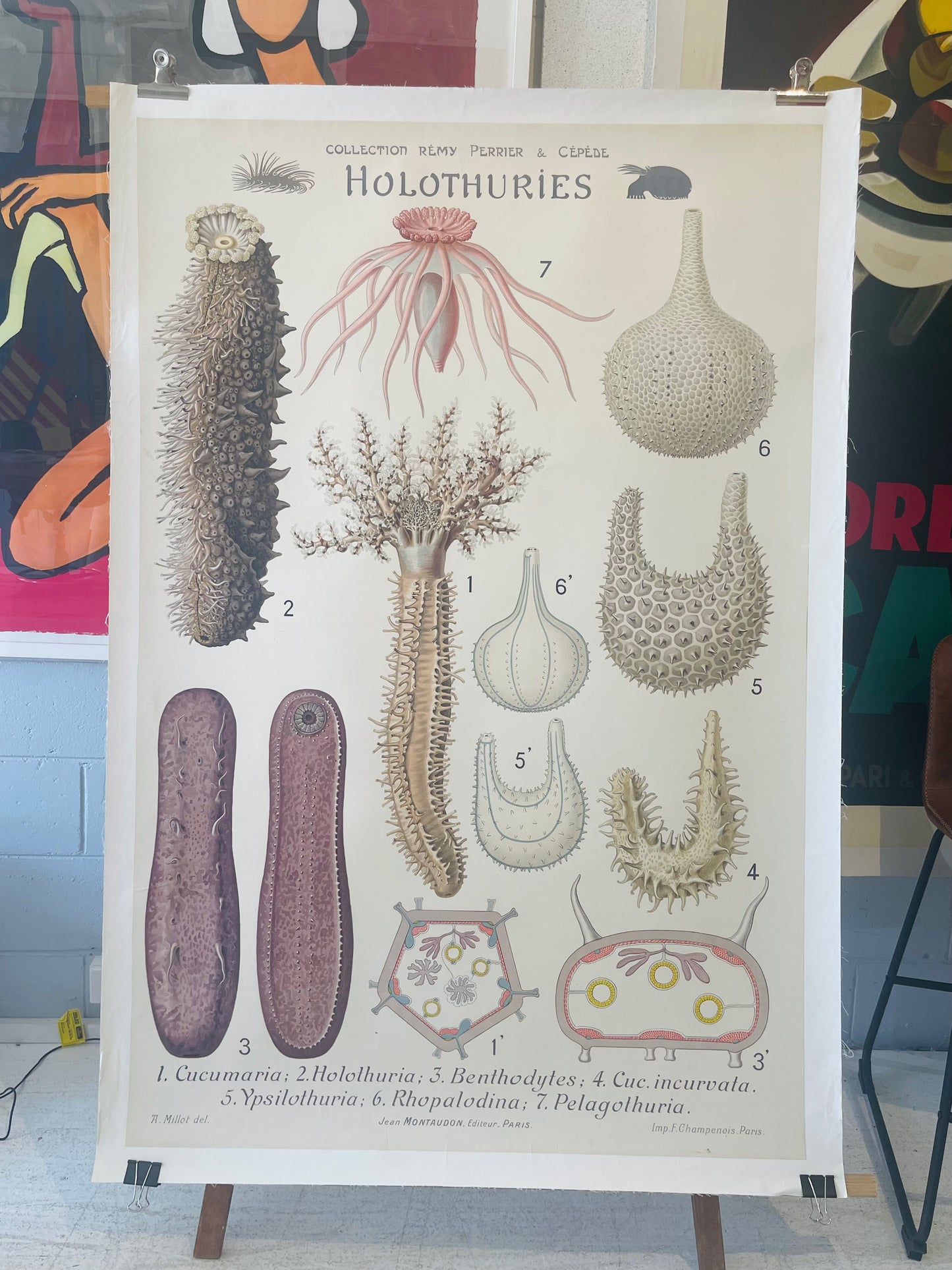 Holothuries 13 Sea Cucumbers