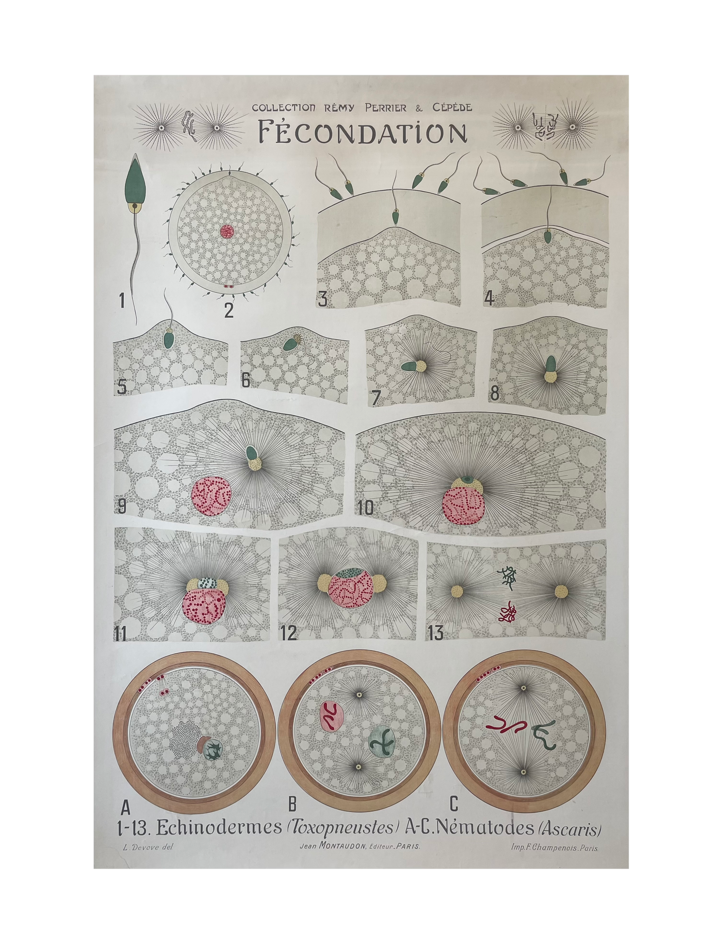 Fertilisation Process Diagram
