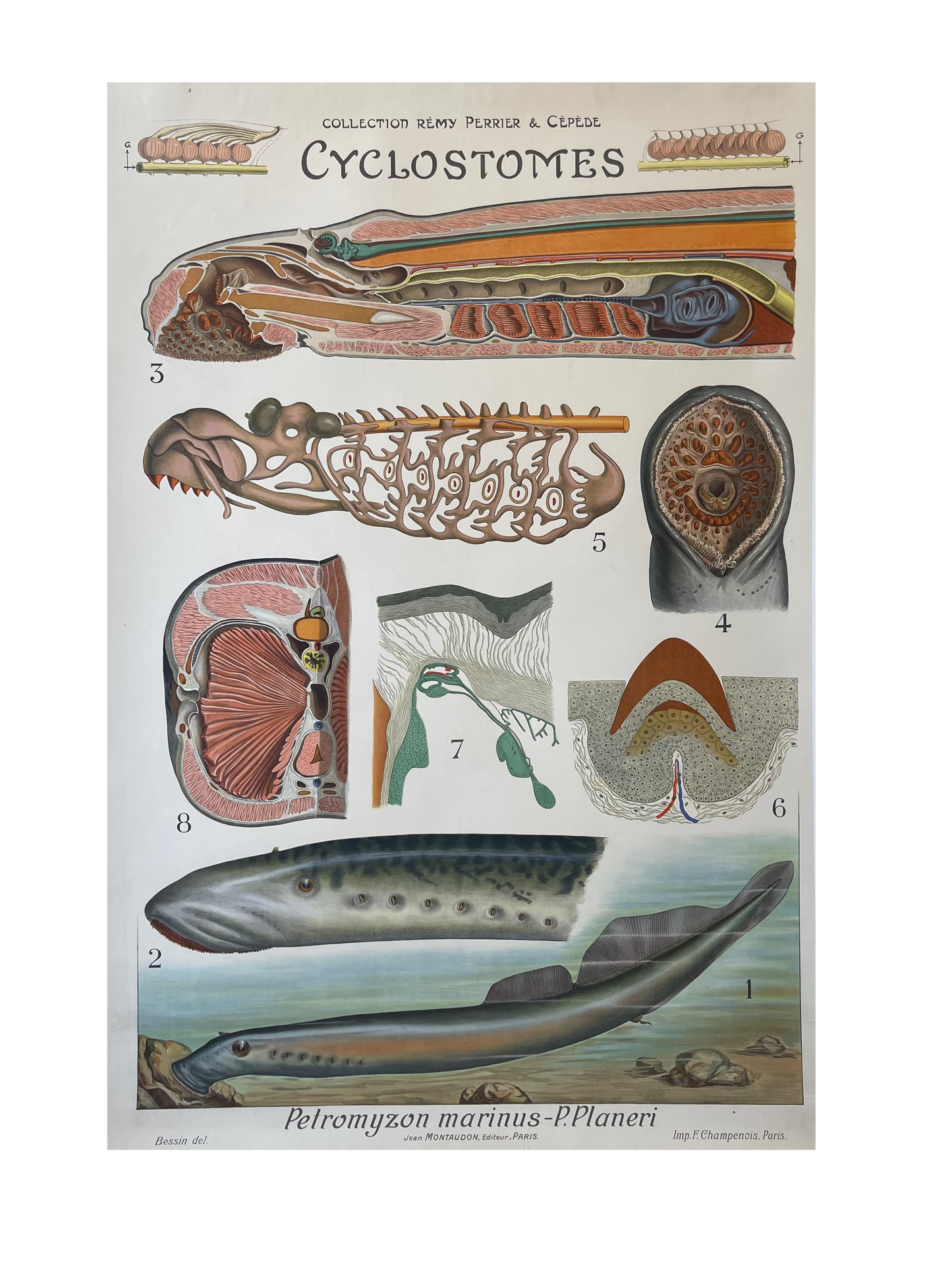 Clostomes Diagram