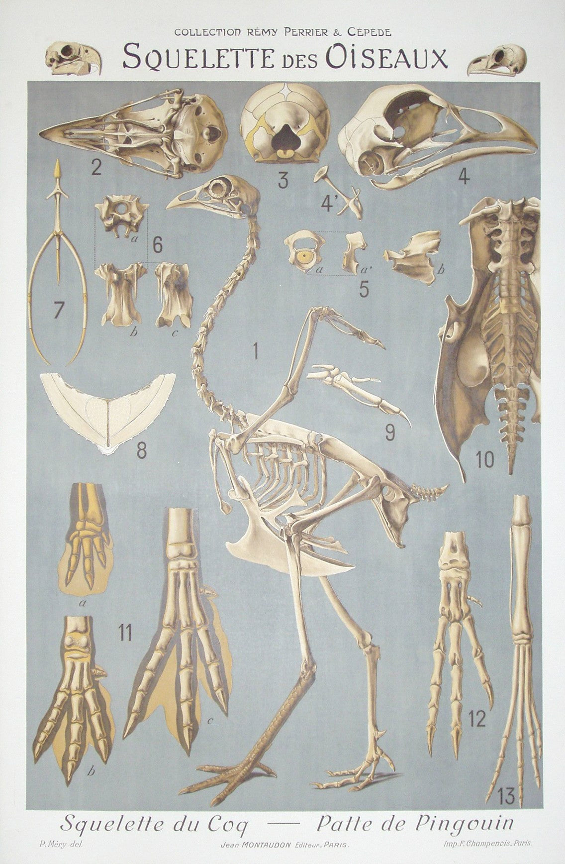 Squelette Des Oiseaux